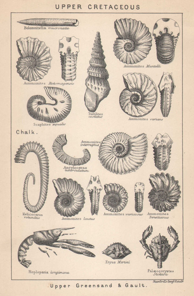 BRITISH FOSSILS. Upper Cretaceous - Upper Greensand & Gault (2). STANFORD 1907